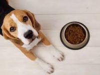 dogWaiting