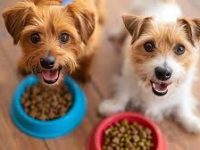 twoDogs